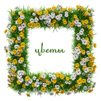 Цветы Цветы